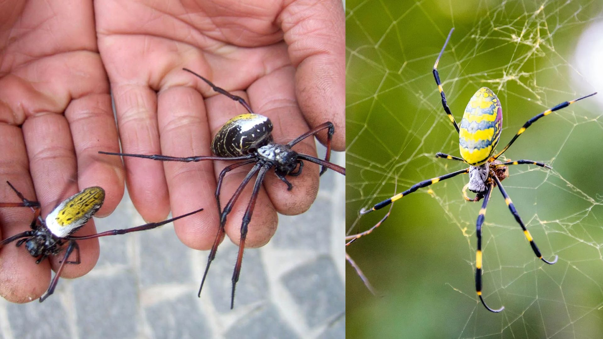Гигантский золотопряд Nephila komaci