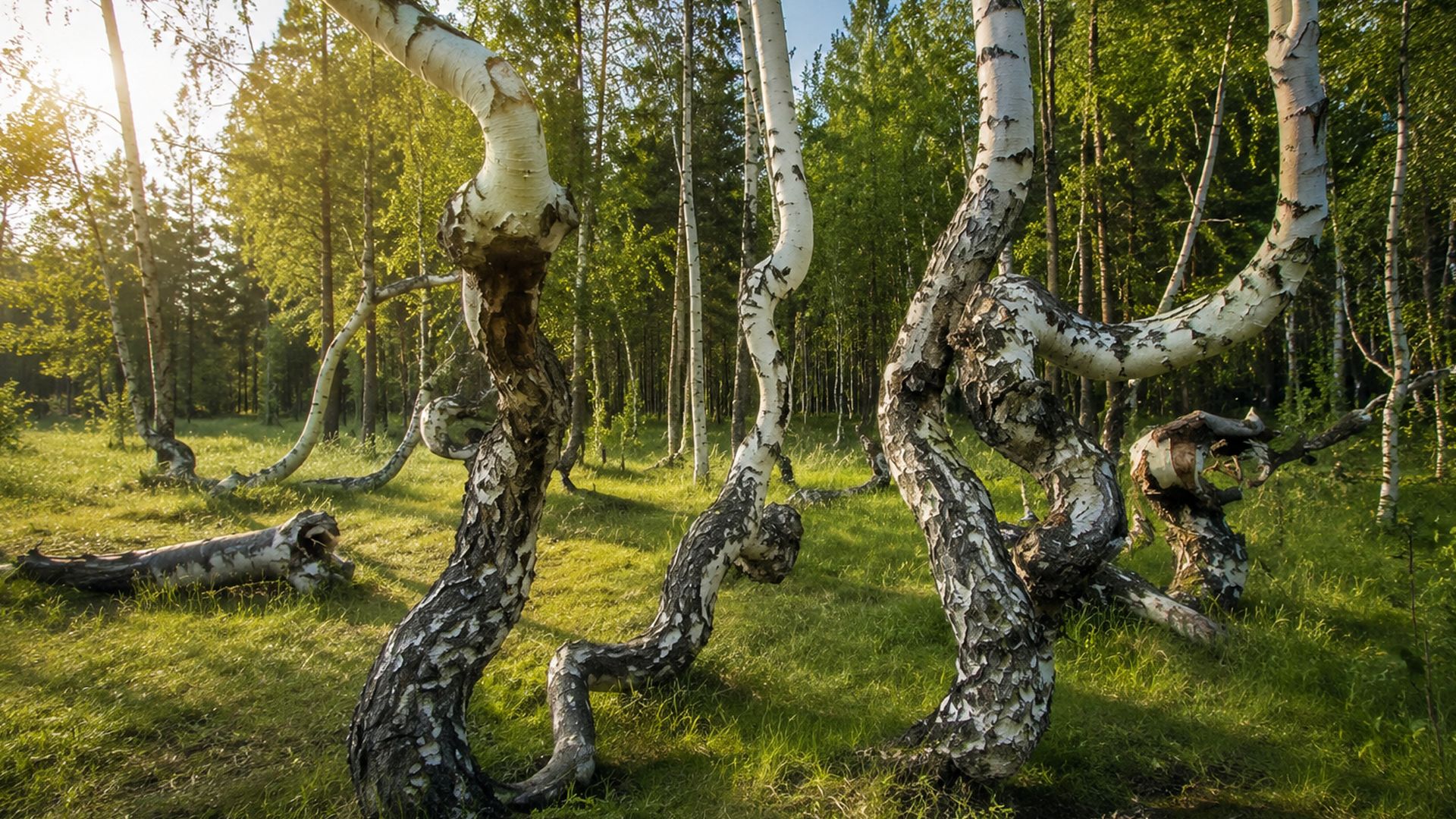 Деревья в Пьяной роще