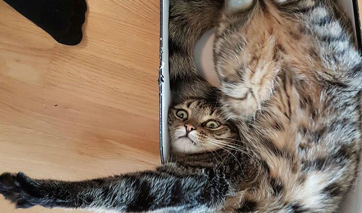 Коты и коробки – вечная история