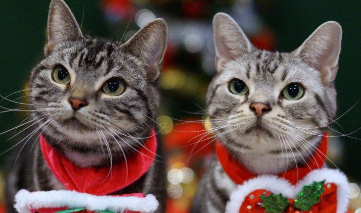 Коты Новый Год Фото Коты Новый Год Фото