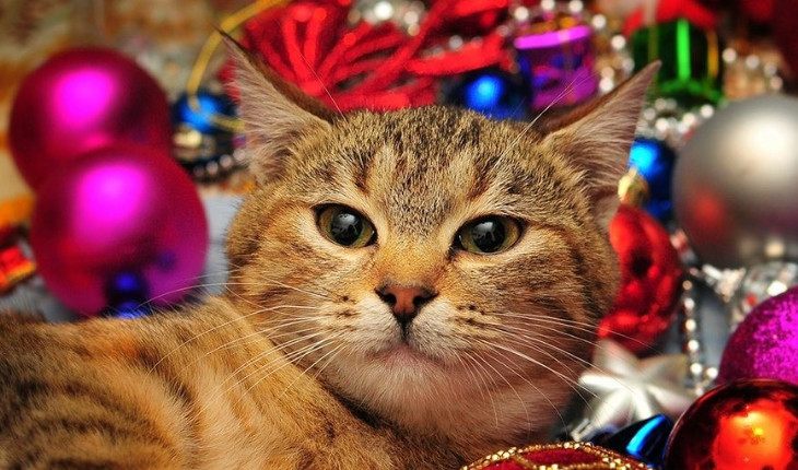 Новогодняя Фотосессия С Котом Новогодняя Фотосессия С Котом
