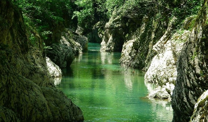 Самшитовая роща в Сочи