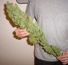 В России 20 лет назад легализовали травку