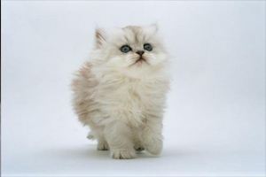 Для мьюзикла требуется маленький котенок
