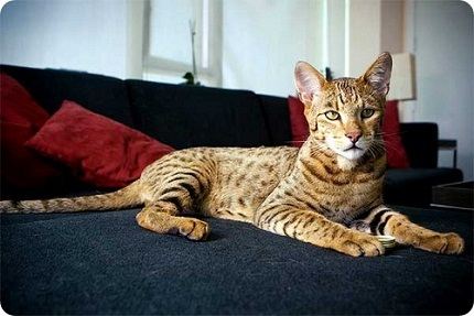 Кошка-леопард Кошка-леопард