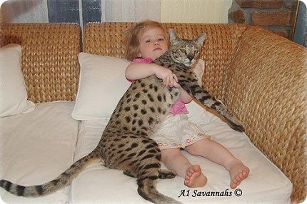 Кошка Саванна Кошка Саванна