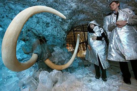 Участники Яна-2012 нашли живые клетки мамонта
