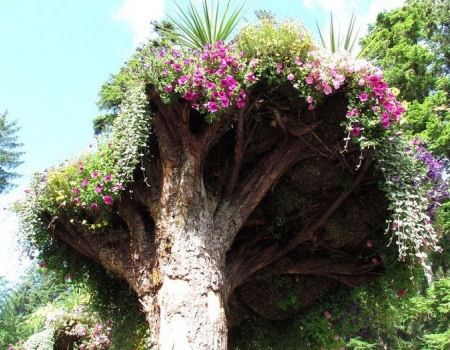 Клумба на дереве
