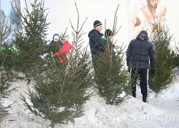В Пензе все нераспроданные новогодние елки отправят в зоопарк В Пензе все нераспроданные новогодние елки отправят в зоопарк