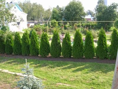 Живая изгородь бывает и такой