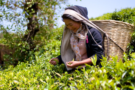 Чайный куст Camellia sinensis может давать урожай в течение 50 лет Чайный куст Camellia sinensis может давать урожай в течение 50 лет