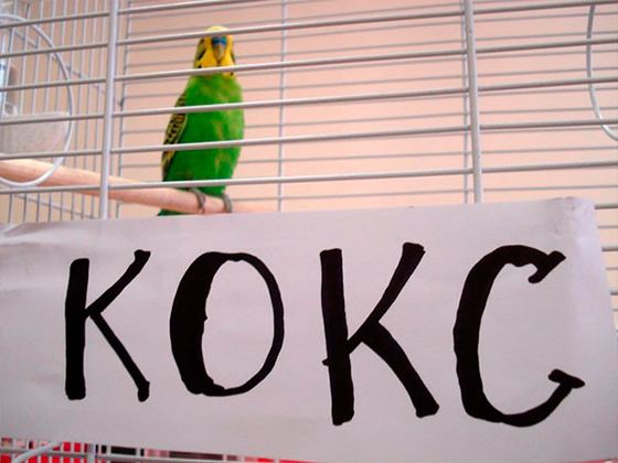 Попугай Кокс