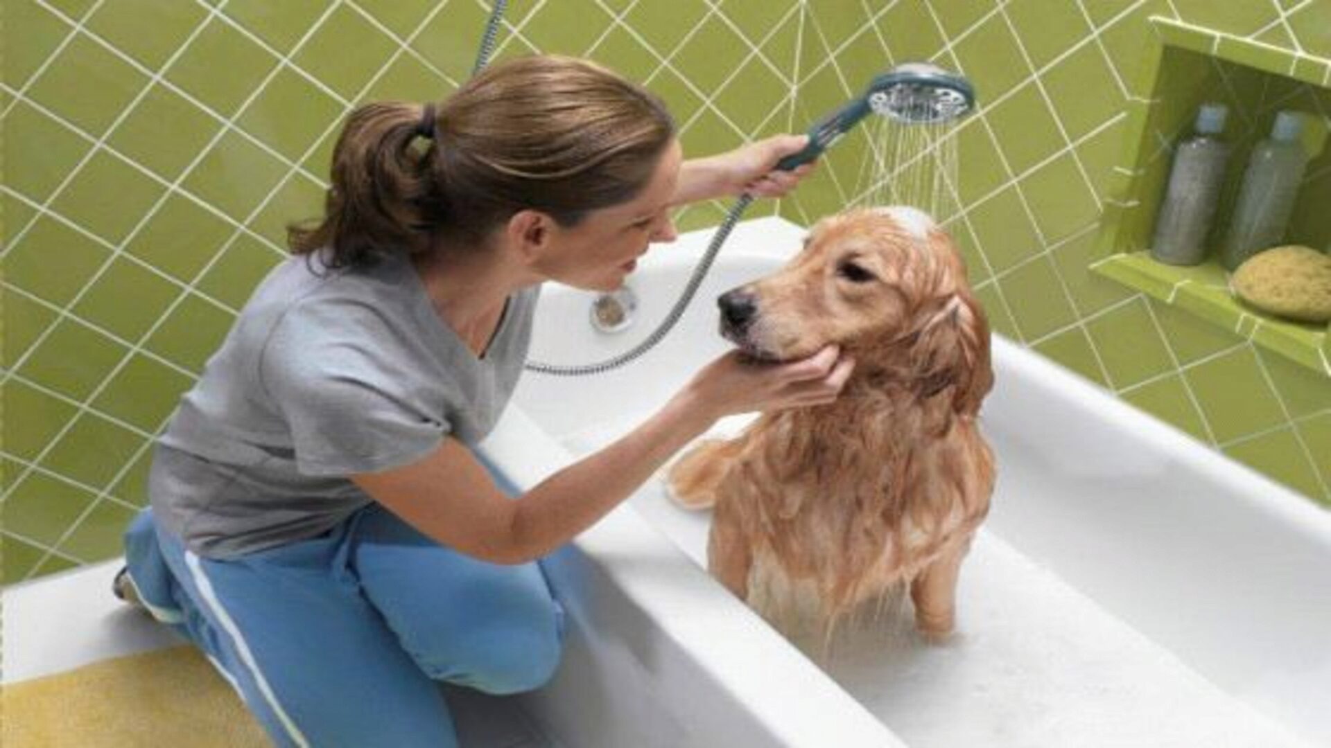 Моют ли собак. Pet Wash (мойка питомцев). Мытье собаки. Собаку моют. Собака моется.