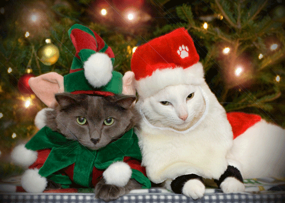 Коты готовы позировать в костюмах ... несколько минут Коты готовы позировать в костюмах ... несколько минут